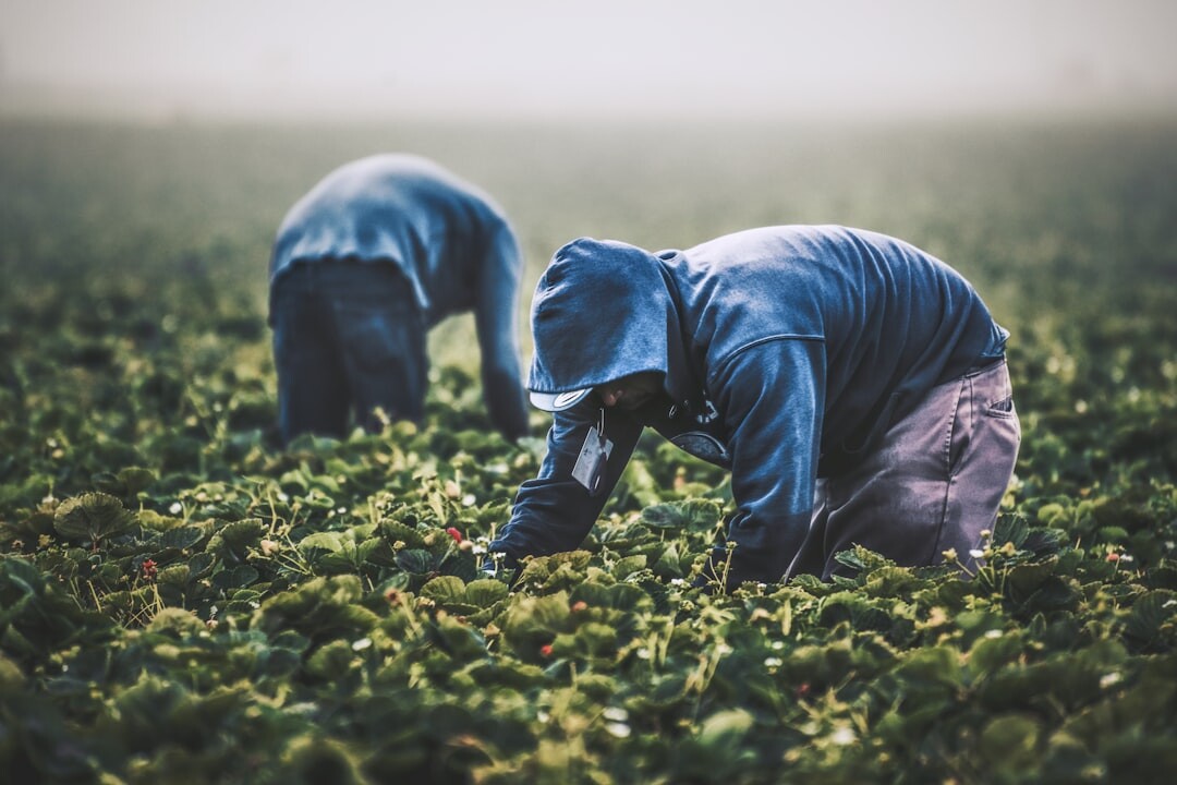 organic food production